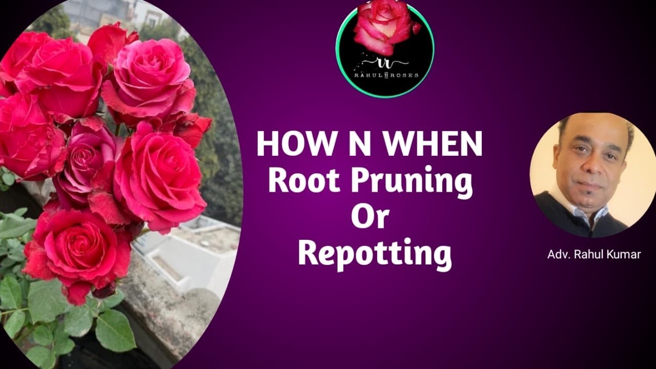 अच्छे ग्रोथ और ज़्यादा फूलों के लिए रूट प्रुणिंग कब और कैसे करनी चाहिये/ How & when to root pruning