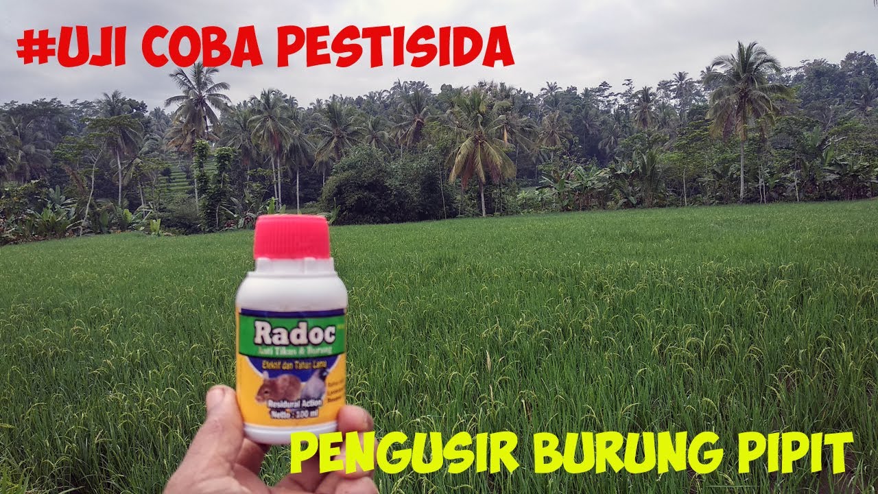 jangkrik pengusir tikus