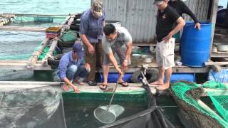 Vietnam Cage Culture Cobia