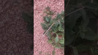 ##ಕಟ್ಟಿಗೆ ಹುಳ ##Grasshooper 🦟🦟