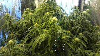 Ghetto grow update day 63-- Large auto ultimate