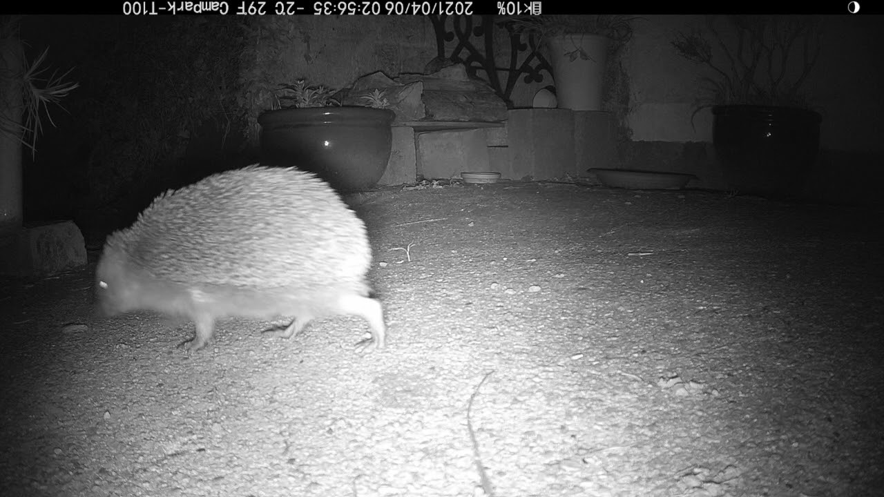 Mouse and Hedgehog YouTube