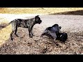 Puppy Disrespects the Alpha Female and Regrets it Immediately