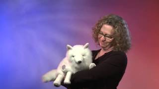 Folkmanis® Arctic Fox Puppet Demo - Retired