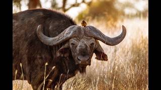 The Buffalo The HiPPO Problem the Danger of Groupthink The Big Five