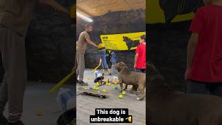 This pit bulls got incredible restraint  protect his brother is all he cares