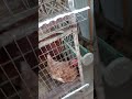 Live highlight