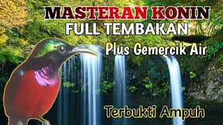 Download lagu Masteran Konin Full Tembakan Di Lengkapi Suara Air mp3