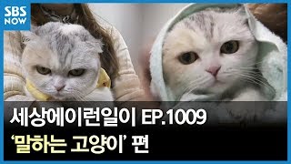 SBS [순간포착 세상에 이런일이] -말하는 고양이/ 'What on Earth!' Ep ...