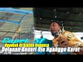 Copet Ngamuk Dolanan Kenari Ojo Nganggo Karet Mp3 - Mp4 Download