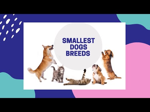 فيديو: أنواع سلالات الكلاب الصغيرة
