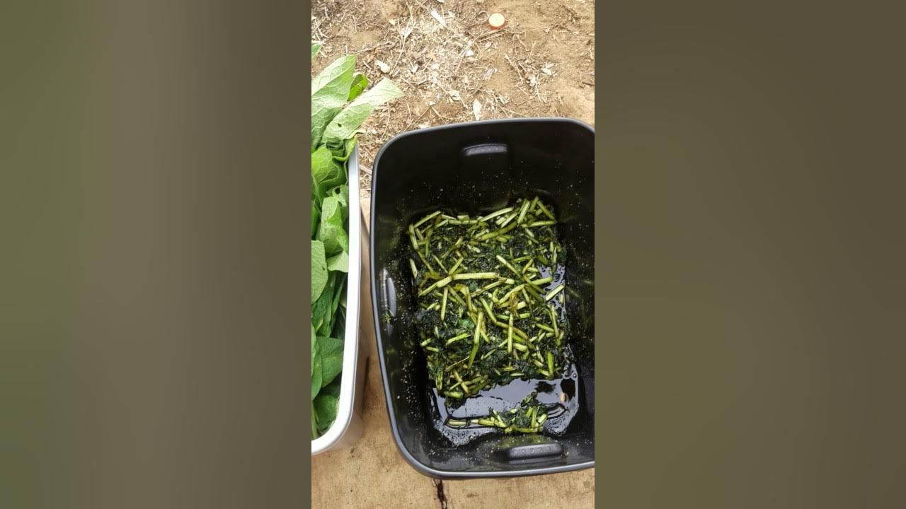 Comfrey Fermented Plant Juice YouTube