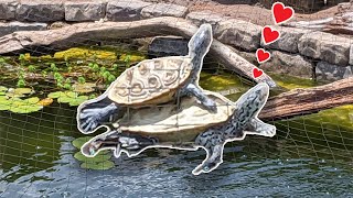 Romeo And Juliet- Turtle Edition | The Koala by The Koala 388 views 3 months ago 3 minutes, 18 seconds