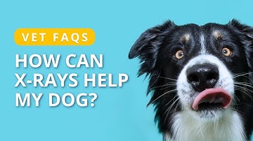 How Can X-Rays Help My Dog? | Vet FAQs