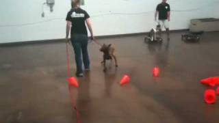 Teach a dog to walk backwards