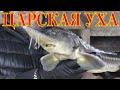 Царская уха из осетрины в казане на костре. Вкусный рецепт ухи. Гости довольны результатом.