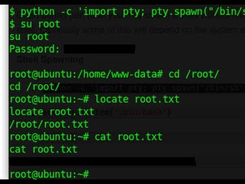 How to export pty terminal using python