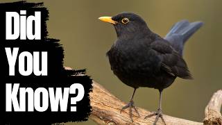 The Fascinating World of Blackbirds