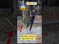 Monkey Going Up The Tree 🥷🐒 #shorts #challenge