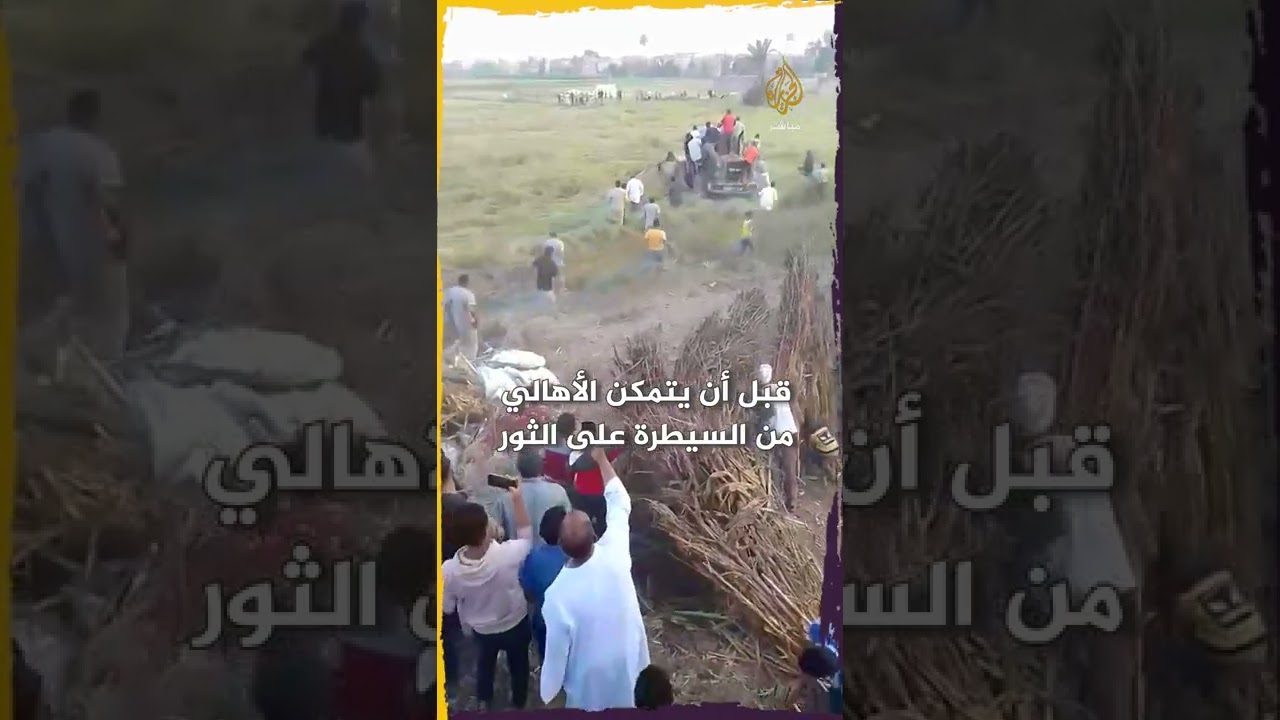لحظات تحبس الأنفاس.. ثور هائج يهاجم الأهالي في قرية مصرية