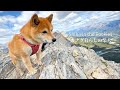 断崖の山頂に立った瞬間に狩猟犬の本能に目覚める柴犬【4K】