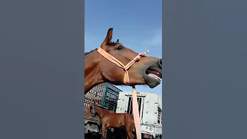 بسم الله مشاء الله صهيل الخيل 