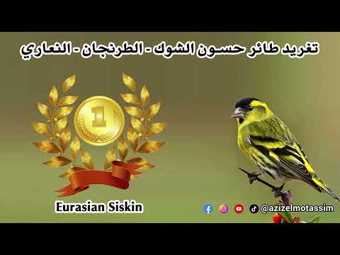 تغريد طائر حسون الشوك الطرنجان النعاري Eurasian Siskin
