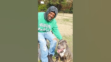 Why did your dog forget the commands ? #americanbully #dog