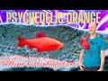 Finale! So leuchtend, dass die Umrisse verschwinden! | Albino Bitterling - Barbus titteya | Tür 24