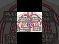 The heart & circulatory system -- How they work???#biology #medical #viral #viralvideo #ytshorts