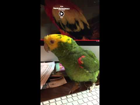 Amazon parrot talking Amazon parrot talking