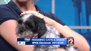 Adopt-A-Pet: September 5, 2015