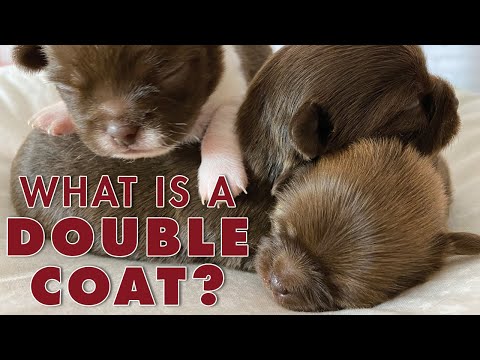 PUPPY UPDATE! What is a double coat? And Reina the clever girl! | Sweetie Pie Pets by Kelly Swift