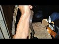 Black rat 3