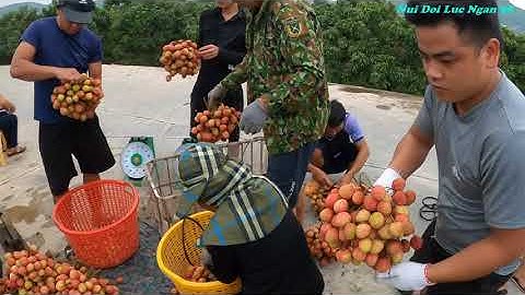 Chúc Mừng Bà Con Bán Vải Thiều Lục Ngạn  Đầu Bờ  Vui Như Tết I Núi Đồi Lục Ngạn