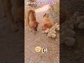Funny Dog 🐕 and Chicks #chicks #funnyanimal #dog #funnydogs