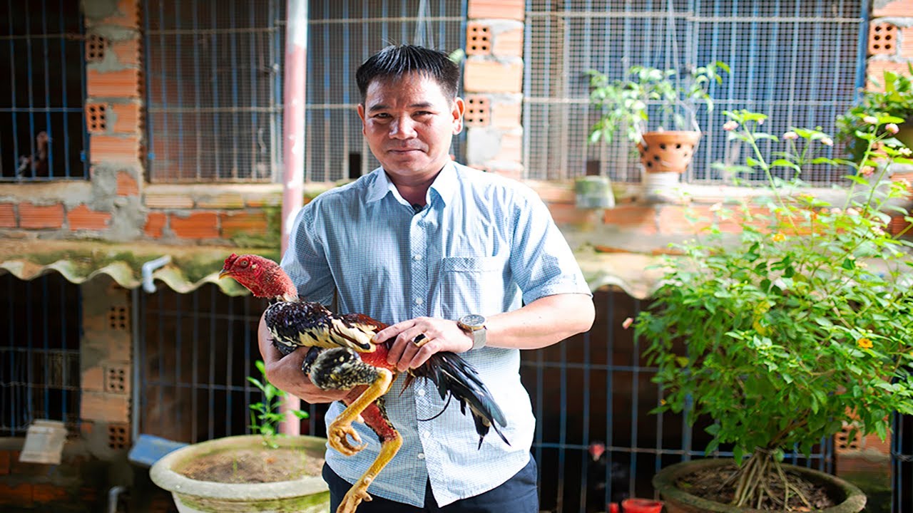 ga choi bac ninh 2022 Craftman's hands | Trang trại nuôi gà chọi của hai bố con