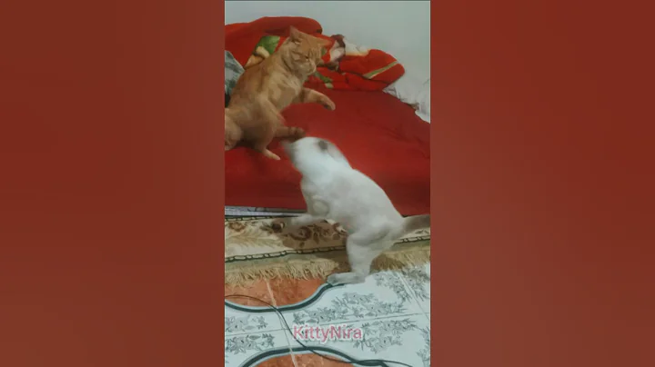Watch the video about Fighting #Orangecat Vs #siamese 😅 #cat #cutecat #pets #cute #kitten #shorts