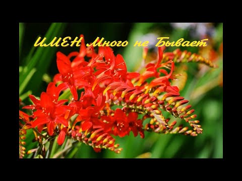 Video: Crocosmia