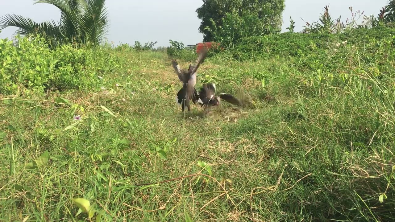 Clip (31) chim tơ gần 9 tháng Gác chim cu gáy sóc trăng 