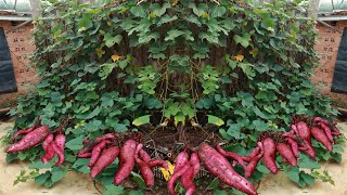 Tubers will be large and abundant  If you grow sweet potatoes in a plastic basket with this medium