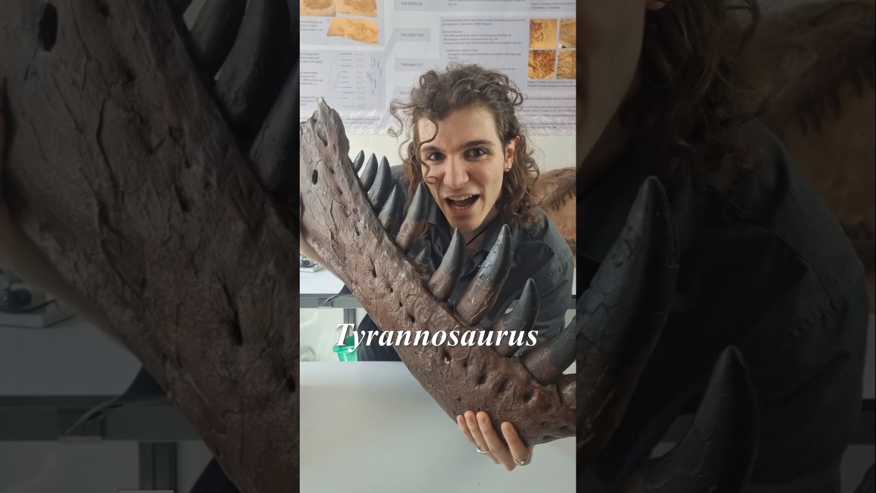 ¿Cómo sabemos qué comían los Dinosaurios? 