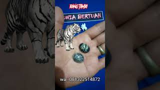 Batu Mustika Macan Putih. #batumustika #mustikabertuahalam #khodammacanputih #batuakik #batuunik