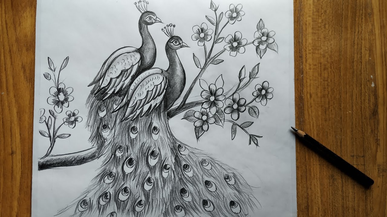 Featured image of post Pencil Drawing Images Of Peacock - Colored pencil drawings of hummingbirds.