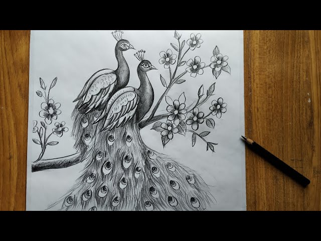 1,500+ Drawing Of The White Peacock Stock Illustrations, Royalty-Free  Vector Graphics & Clip Art - iStock