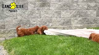 Lovable Mini Poodle Puppies by Lancaster Puppies 22 views 4 days ago 1 minute, 2 seconds