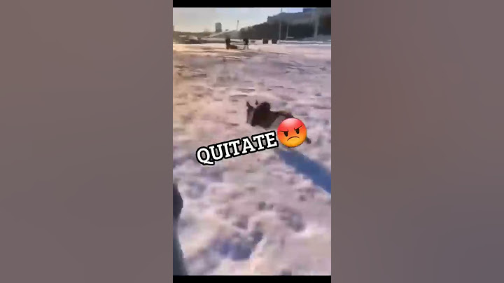 #firulais #mrdash7 #shorts 😱😱😱🤣🤣🤣🐕