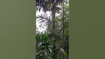 sarang burung rambatan