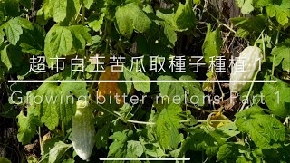 白玉苦瓜種植 - 超市購買取種籽 - 第一部分 How to grow high yield white jade bitter melon Part 1
