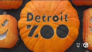 Feeling fresh at the Detroit Zoo for Fun Fall Fridays